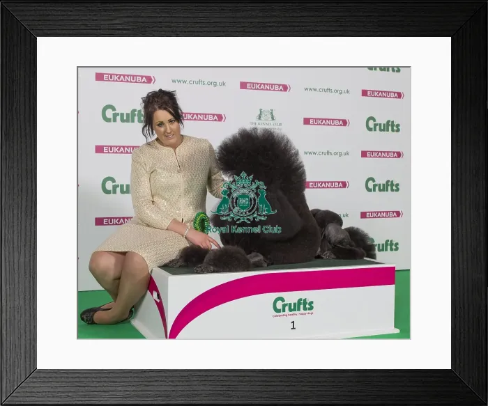 Framed Print : Crufts 2016 Best of Breed Framed Print : Crufts 2016 Best of Breed