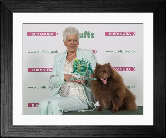Framed Print : Crufts 2016 Best of Breed Framed Print : Crufts 2016 Best of Breed