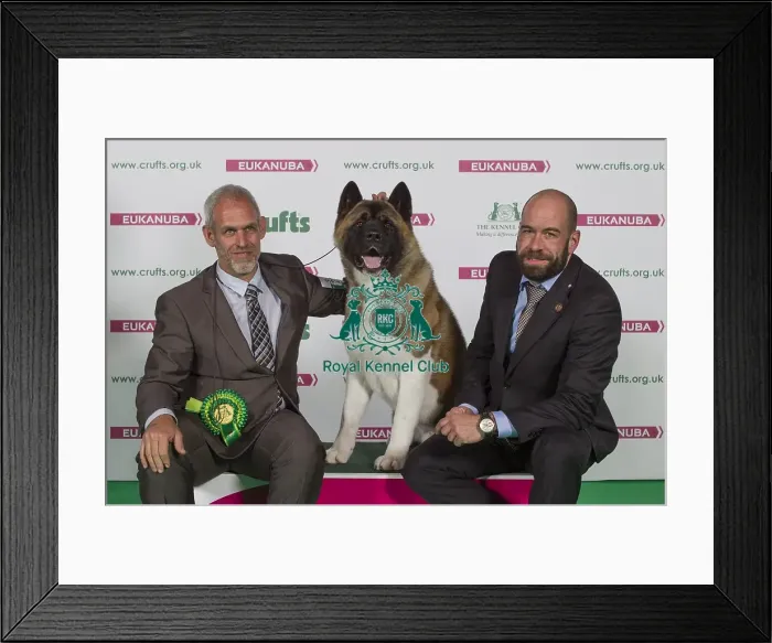 Framed Print : Crufts 2016 Best of Breed Framed Print : Crufts 2016 Best of Breed
