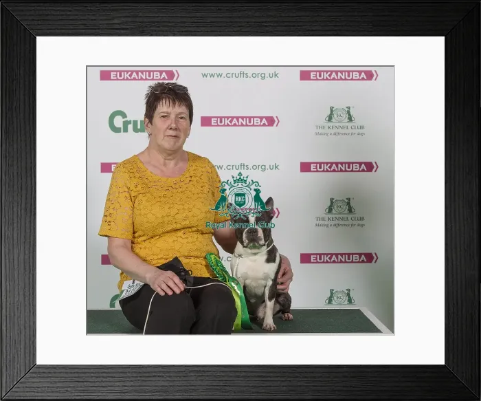 Framed Print : Crufts 2016 Best of Breed Framed Print : Crufts 2016 Best of Breed