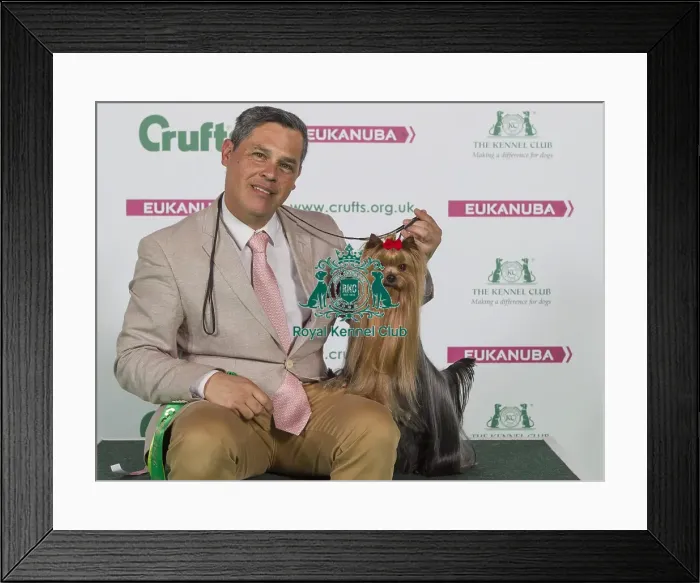 Framed Print : Crufts 2016 Best of Breed Framed Print : Crufts 2016 Best of Breed