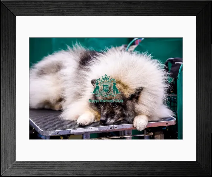 Framed Print : Crufts 2016 Framed Print : Crufts 2016