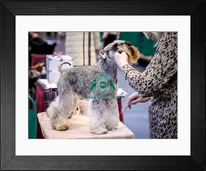 Framed Print : Crufts 2016 Framed Print : Crufts 2016