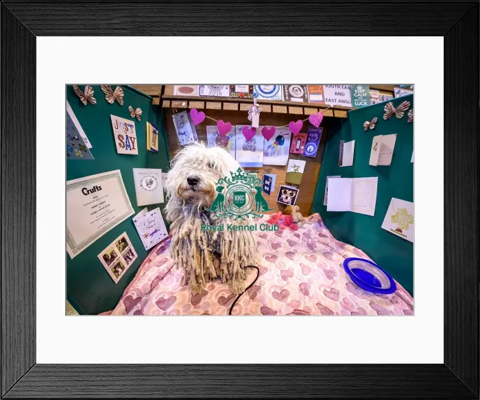 Framed Print : Crufts 2016 Framed Print : Crufts 2016