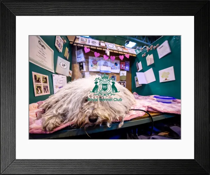 Framed Print : Crufts 2016 Framed Print : Crufts 2016