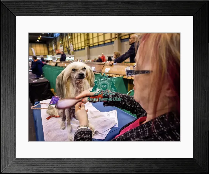 Framed Print : Crufts 2016 Framed Print : Crufts 2016