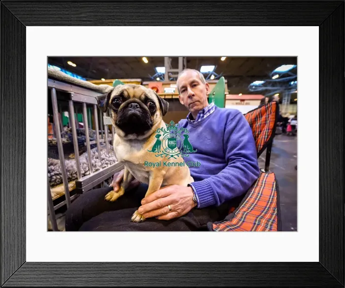 Framed Print : Crufts 2016 Framed Print : Crufts 2016