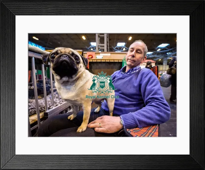Framed Print : Crufts 2016 Framed Print : Crufts 2016