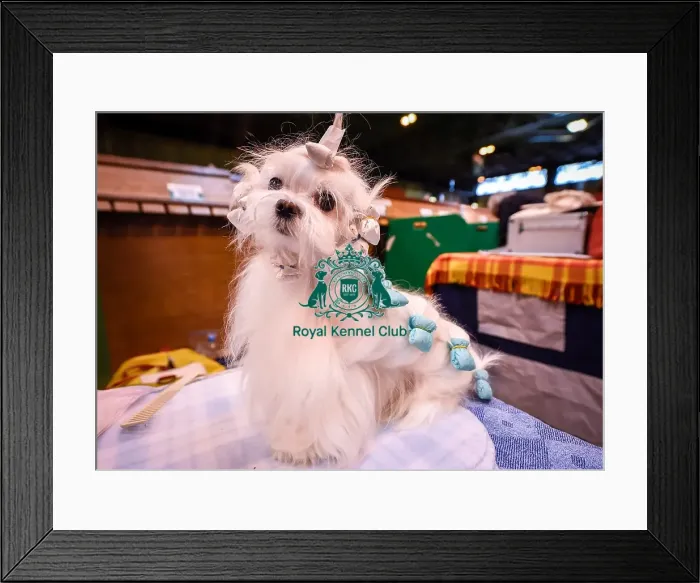 Framed Print : Crufts 2016