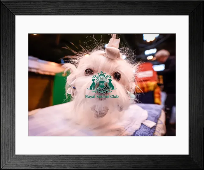Framed Print : Crufts 2016 Framed Print : Crufts 2016