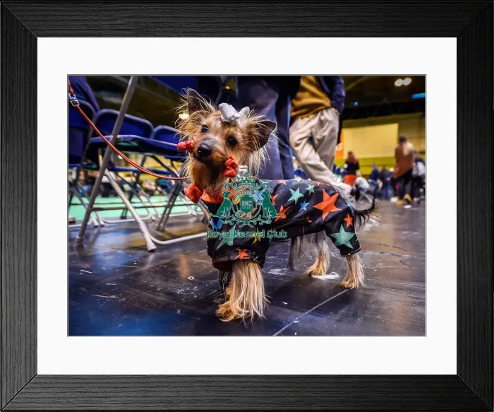 Framed Print : Crufts 2016 Framed Print : Crufts 2016