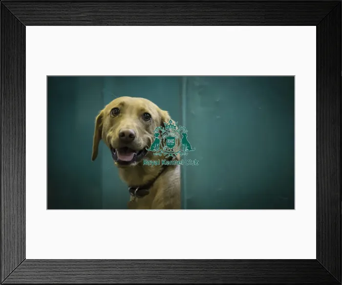 Framed Print : Crufts 2016 Framed Print : Crufts 2016