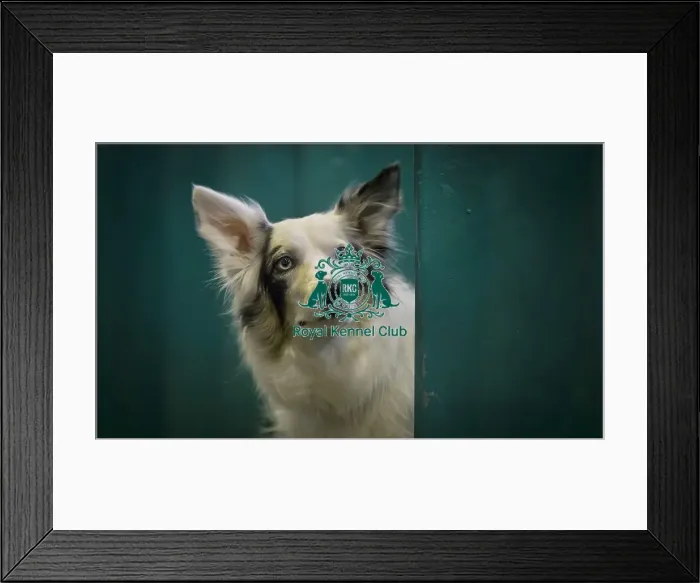 Framed Print : Crufts 2016 Framed Print : Crufts 2016