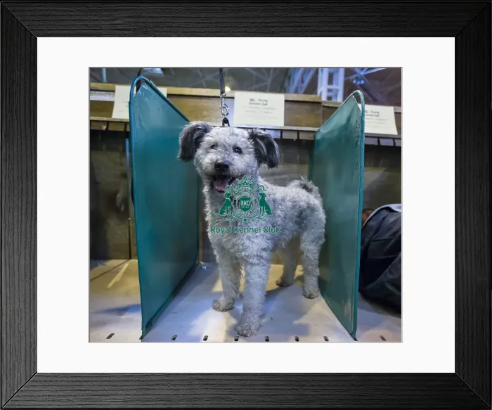 Framed Print : Crufts 2016 Framed Print : Crufts 2016
