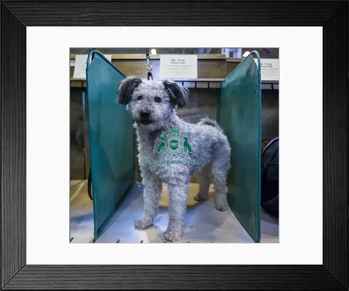 Framed Print : Crufts 2016
