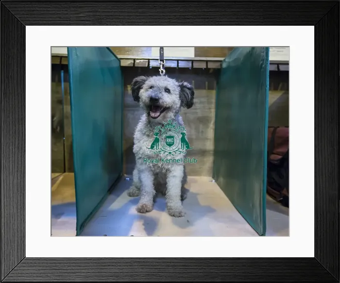 Framed Print : Crufts 2016 Framed Print : Crufts 2016