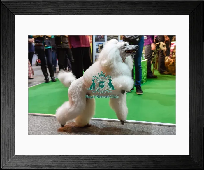 Framed Print : Crufts 2016 Framed Print : Crufts 2016
