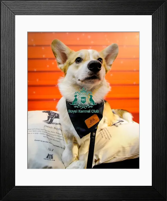 Framed Print : Crufts 2016 Framed Print : Crufts 2016