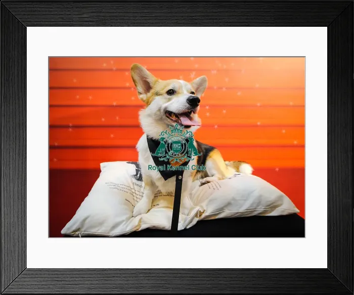 Framed Print : Crufts 2016 Framed Print : Crufts 2016