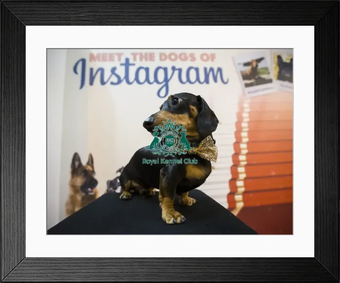Framed Print : Crufts 2016 Framed Print : Crufts 2016