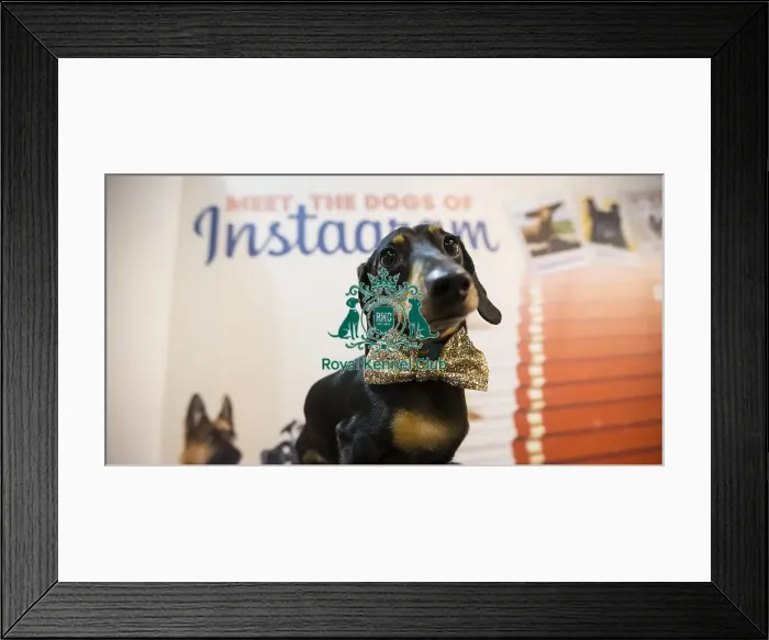 Framed Print : Crufts 2016 Framed Print : Crufts 2016