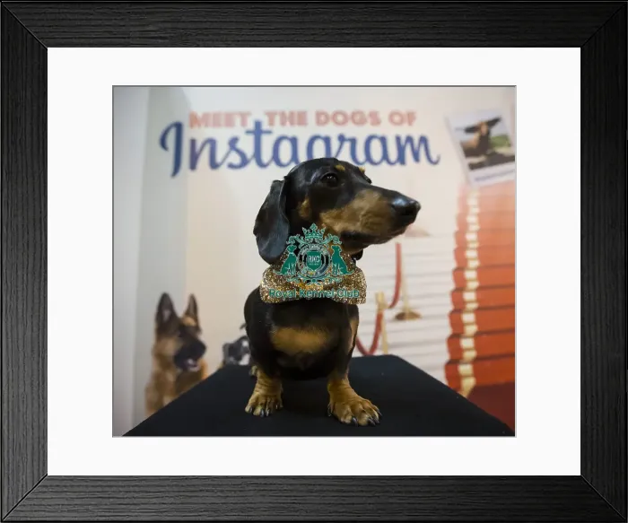 Framed Print : Crufts 2016 Framed Print : Crufts 2016