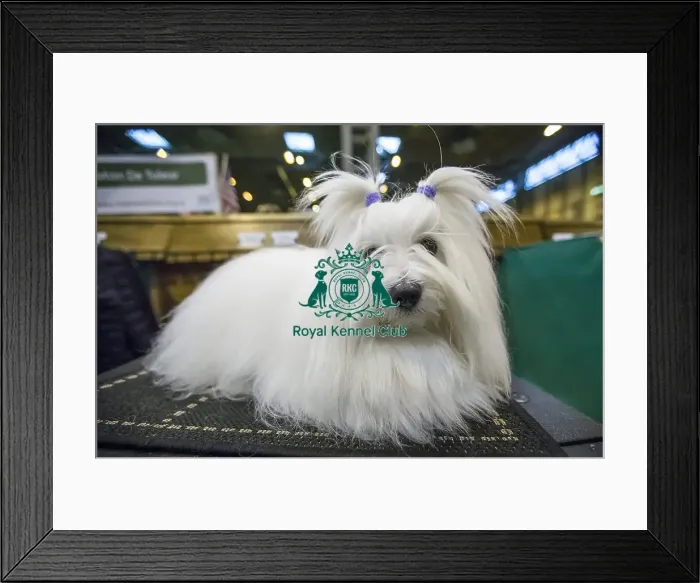 Framed Print : Crufts 2016