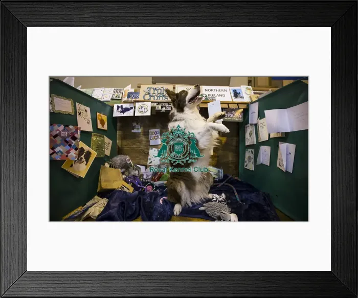 Framed Print : Crufts 2016 Framed Print : Crufts 2016