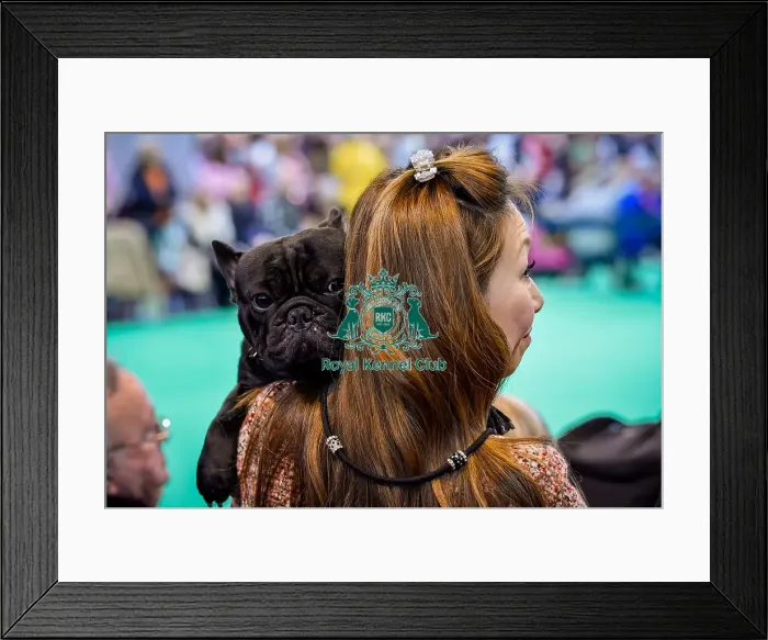 Framed Print : Crufts 2016 Framed Print : Crufts 2016