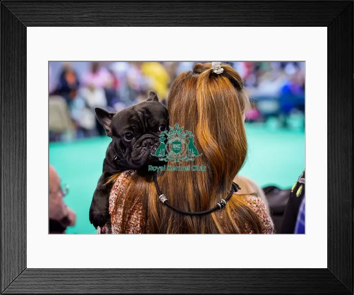 Framed Print : Crufts 2016 Framed Print : Crufts 2016