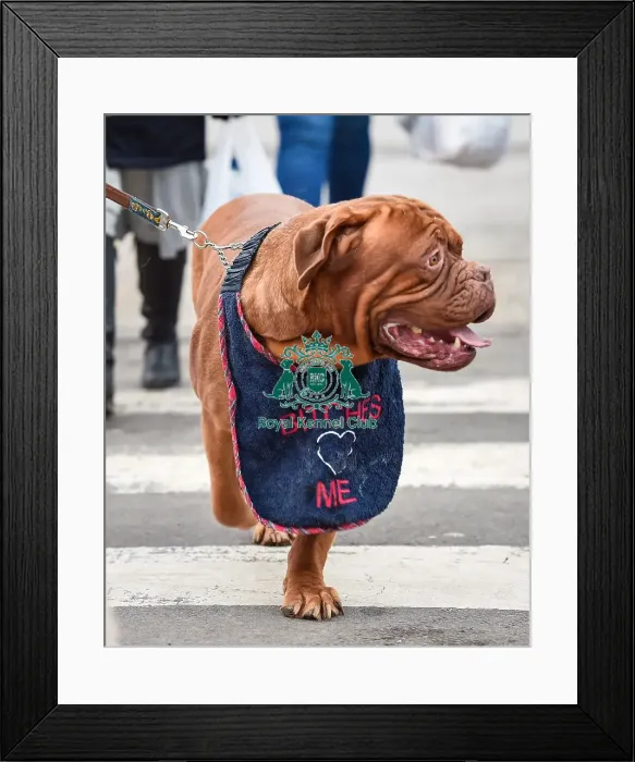 Framed Print : Crufts 2016 Framed Print : Crufts 2016