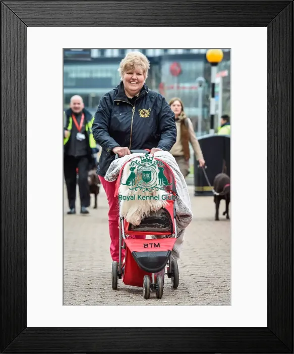 Framed Print : Crufts 2016 Framed Print : Crufts 2016