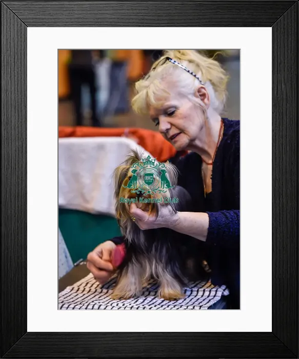 Framed Print : Crufts 2016 Framed Print : Crufts 2016