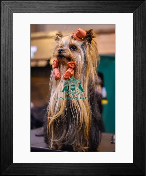 Framed Print : Crufts 2016 Framed Print : Crufts 2016