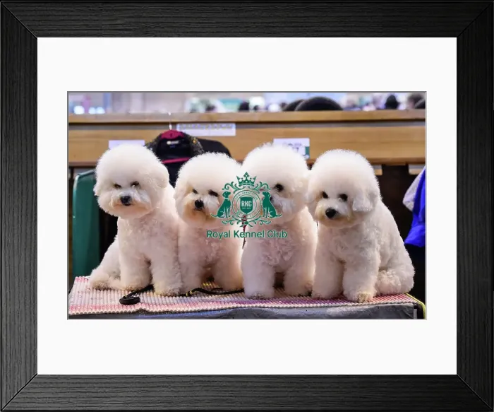Framed Print : Crufts 2016