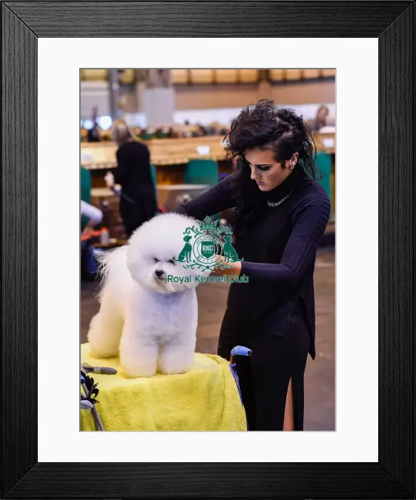 Framed Print : Crufts 2016 Framed Print : Crufts 2016