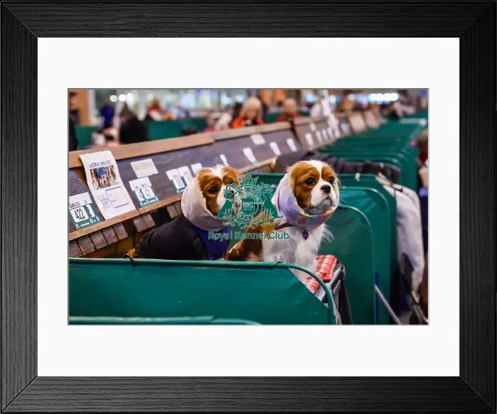 Framed Print : Crufts 2016 Framed Print : Crufts 2016