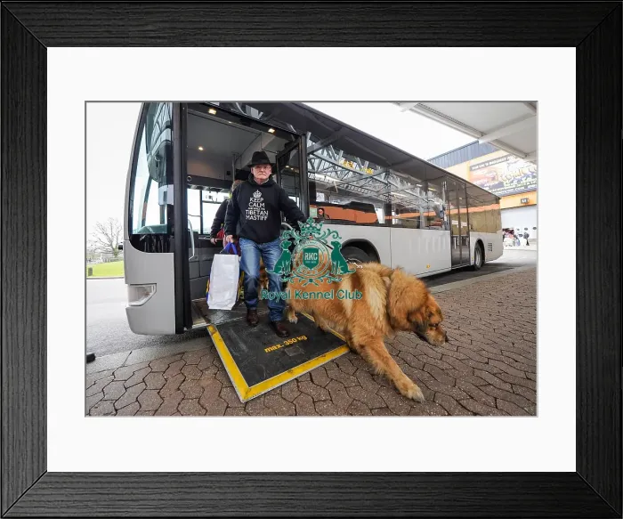 Framed Print : Crufts 2016 Framed Print : Crufts 2016