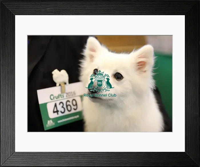 Framed Print : Crufts 2016 Framed Print : Crufts 2016
