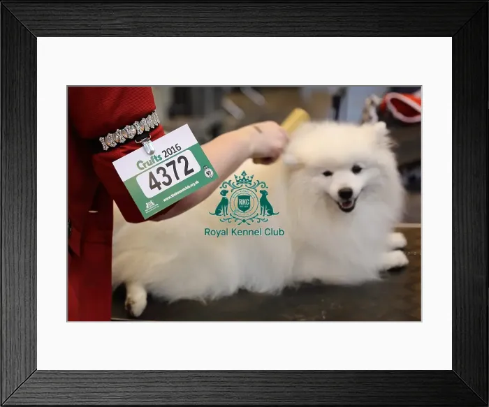 Framed Print : Crufts 2016 Framed Print : Crufts 2016