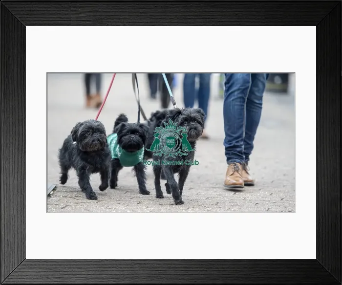 Framed Print : Crufts 2016 Framed Print : Crufts 2016
