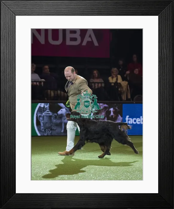 Framed Print : Best in Show, Crufts 2016 Framed Print : Best in Show, Crufts 2016