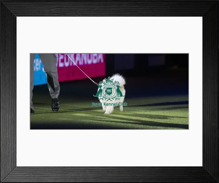 Framed Print : Best in Show, Crufts 2016 Framed Print : Best in Show, Crufts 2016