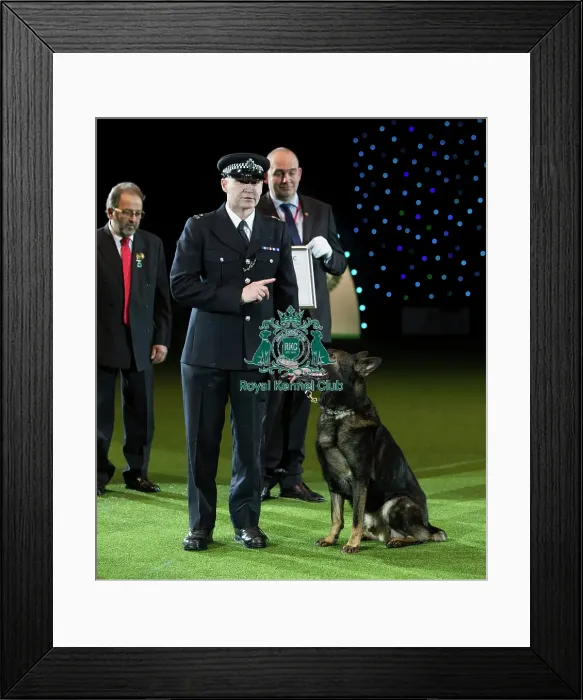 Framed Print : Best in Show, Crufts 2016 Framed Print : Best in Show, Crufts 2016