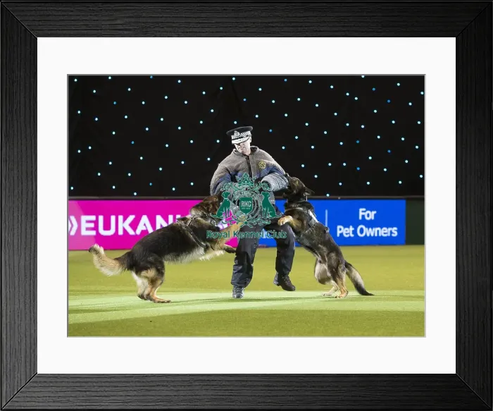 Framed Print : Best in Show, Crufts 2016 Framed Print : Best in Show, Crufts 2016