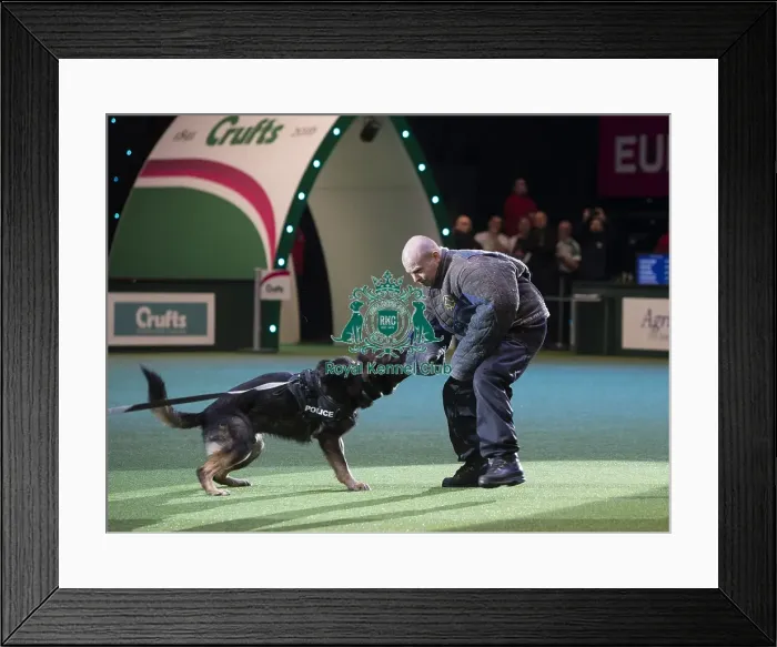 Framed Print : Best in Show, Crufts 2016 Framed Print : Best in Show, Crufts 2016