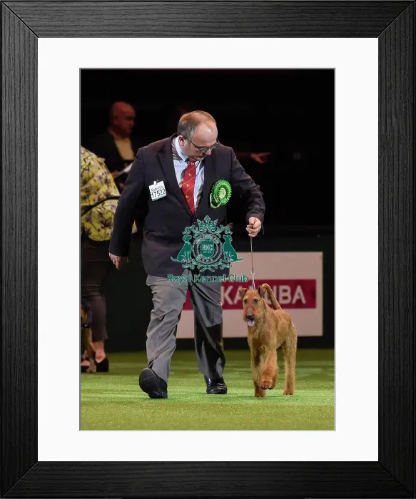 Framed Print : Crufts 2016 Framed Print : Crufts 2016