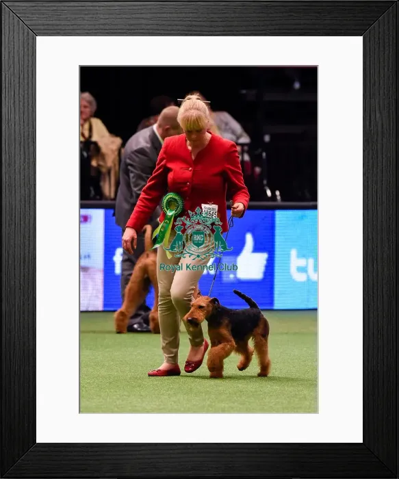 Framed Print : Crufts 2016 Framed Print : Crufts 2016