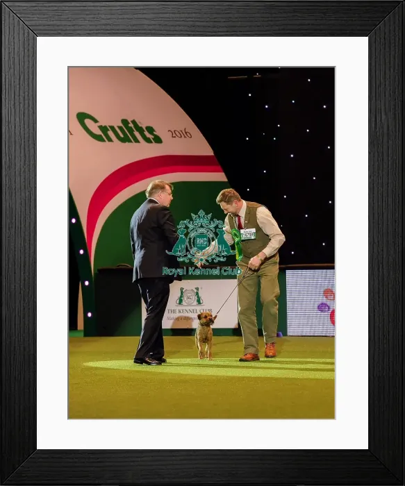 Framed Print : Crufts 2016 Framed Print : Crufts 2016