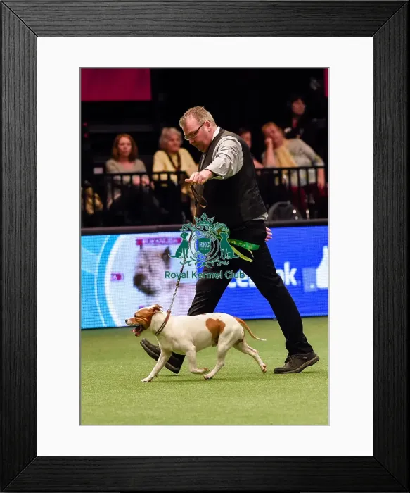 Framed Print : Crufts 2016 Framed Print : Crufts 2016